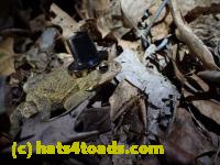 /home//u458753944/public_html/sourcegallery//Roxborough Toad Detour/2013-2019/2016/2016-03-31/P3310542.JPG